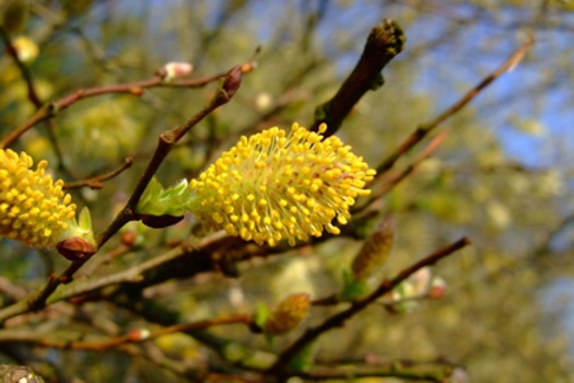 Image of Grey Sallow