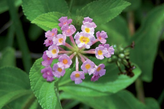 Image of Lantana