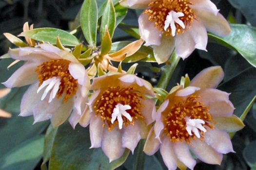 Image of Leaf Cactus