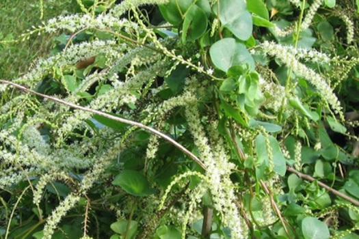 Image of Madeira Vine