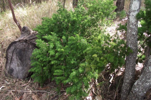 Image of Ming Asparagus Fern