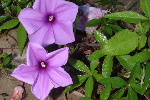 Image of Morning Glory - Coastal