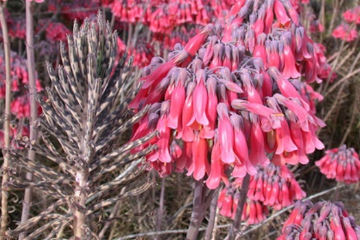 Image of Mother of Millions