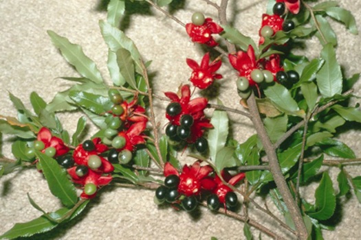 Image of Ochna