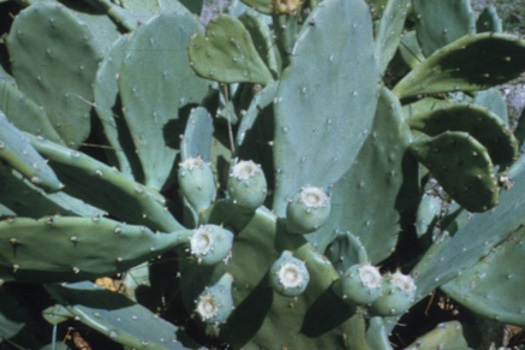 Image of Opuntia