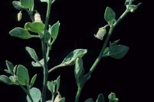 Image of Pampas Lily of the Valley