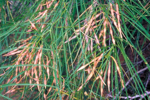 Image of Parkinsonia