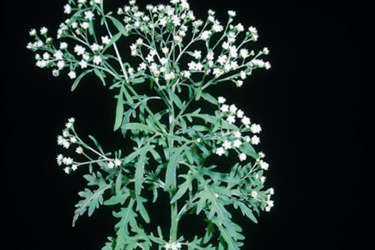 Image of Parthenium Weed