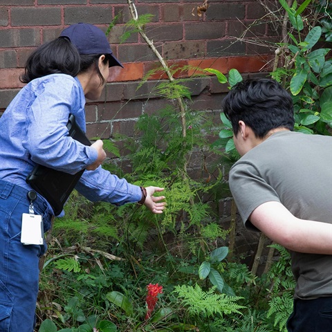 Two people looking at weeds