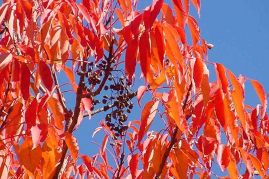 Image of Rhus Tree