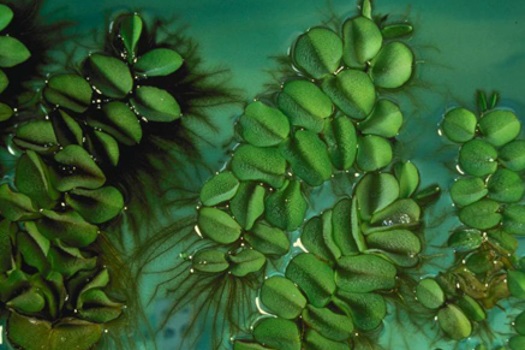 Image of Salvinia