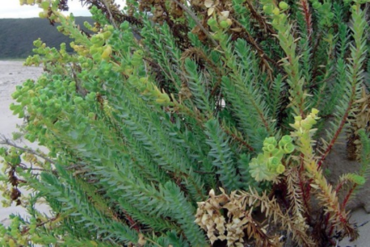 Image of Sea Spurge