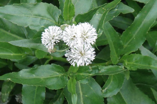 Image of Senegal Tea Plant