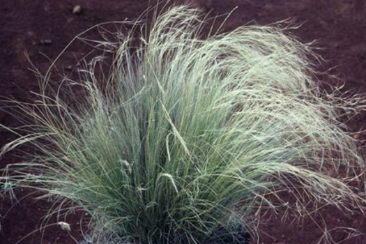 Image of Serrated Tussock