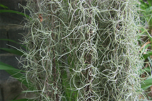 Close up photo of Spanish moss