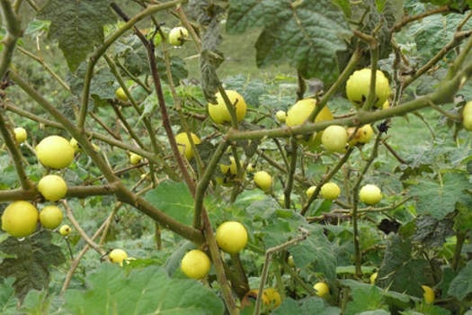 Image of Tropical Soda Apple