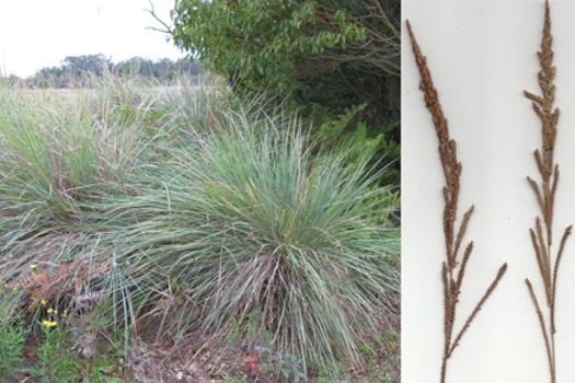 Image of Tussock Paspalum