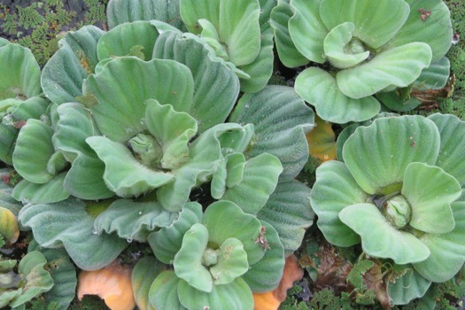 Image of Water Lettuce