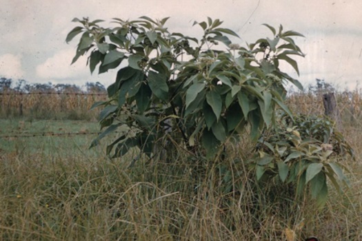 Image of Wild Tobacco