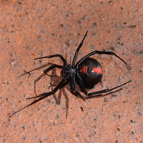 Black spider