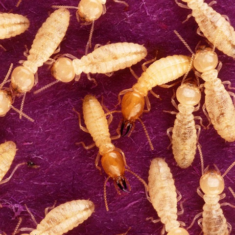 Termites