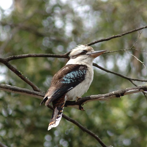 Kookaburra sitting in a gum tree