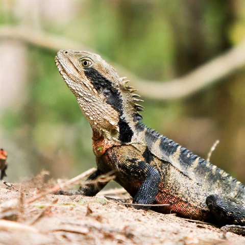 Lizard sunning itself on a rock