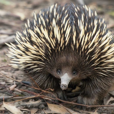 An Echidna walking in the bush