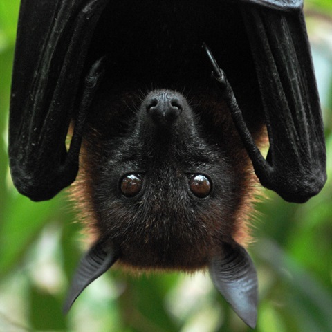 Fruit bat hanging upside down from a tree