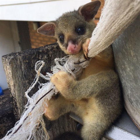 Possum-rescued-from-netting-RSPCA.jpg