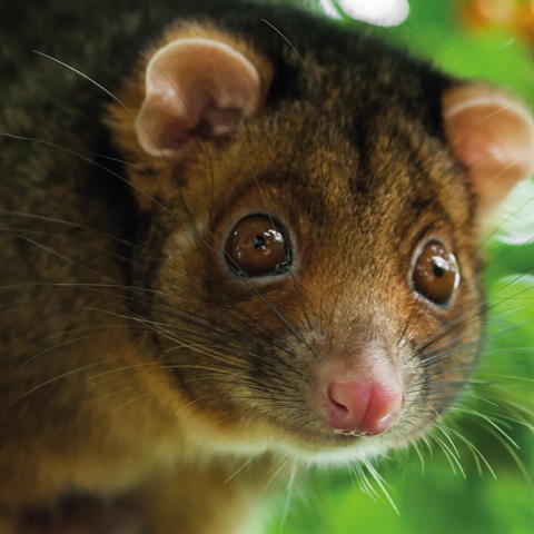 Ringtail possum sitting in a tree