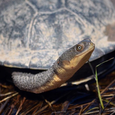 Long-necked turtle in the bush