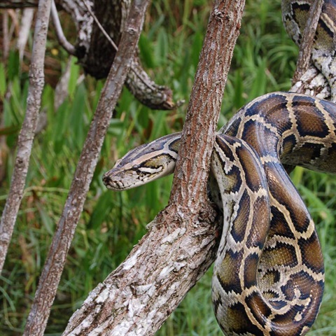 Diamond python in a tree