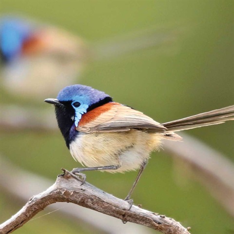 Small bird siting in a tree