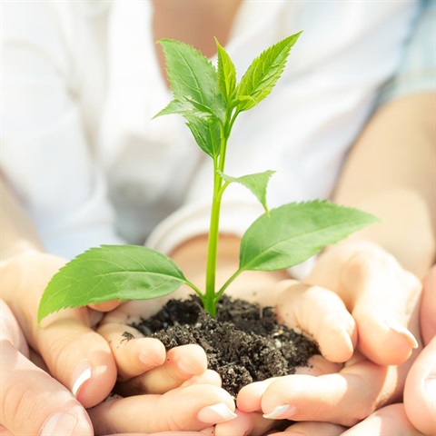 Hands holding plants 