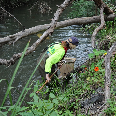 Image of a person collecting specimens from a creek