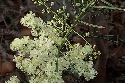 Close-up of wattle