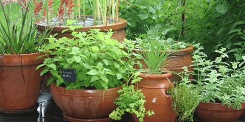 Small-Space-Veggie-Gardening-Workshop.jpg