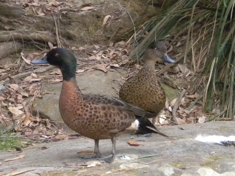 Walk with Birds.JPG