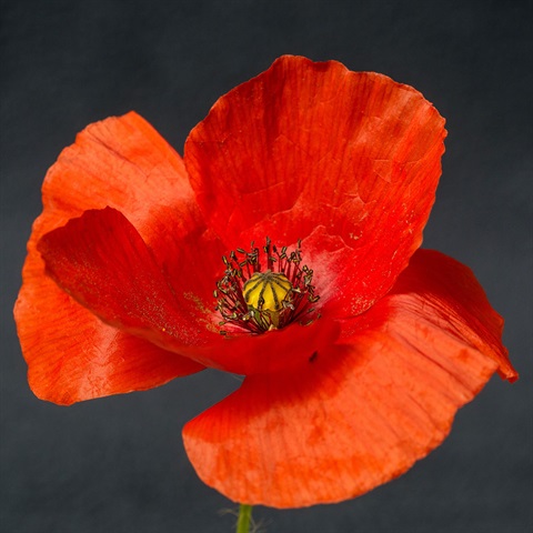 Red poppy on grey background