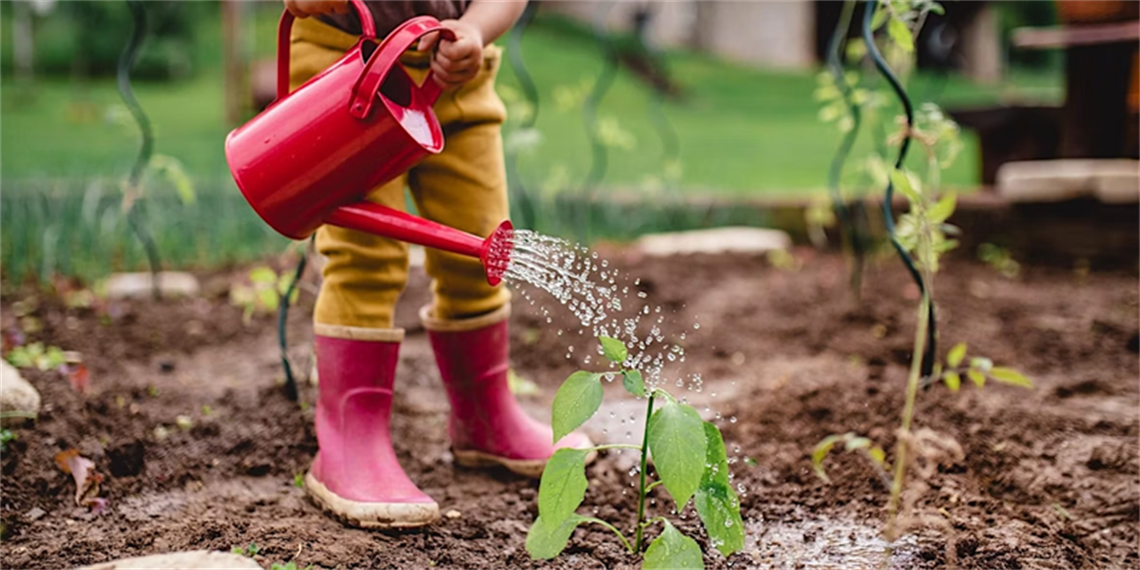 A child waters a plant with a red watering can