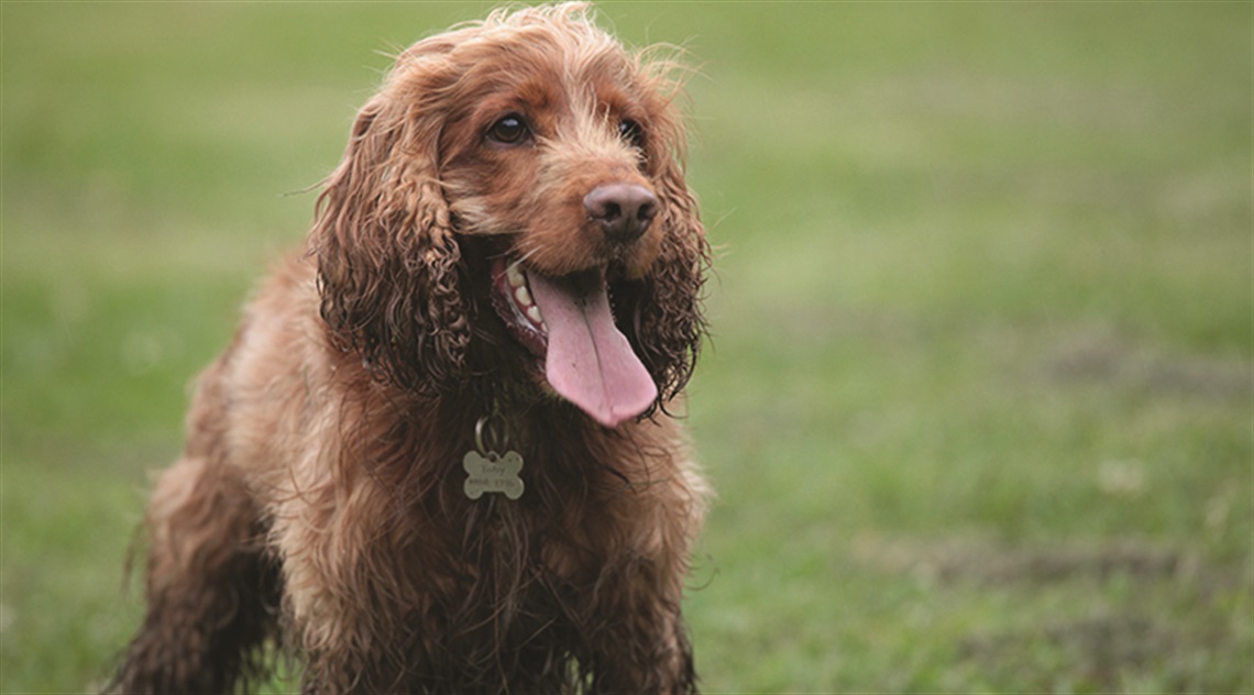 201701-HYS-MREC-Olympic-Park-Dog-Off-Leash-Area-Upgrade.jpg