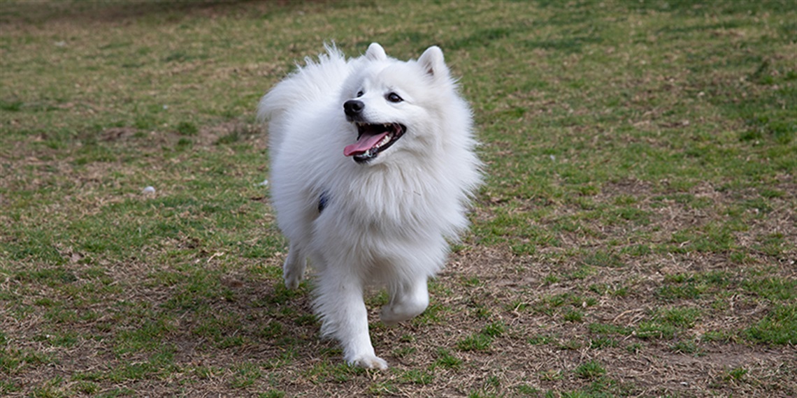 202108-HYS-MREC-Meadowbank-Park-Proposed-Dog-Off-Leash-Area.jpg