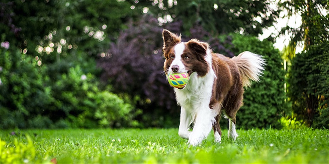 202308-HYS-MREC -Proposed Trial of Dog Off-Leash Areas.jpg