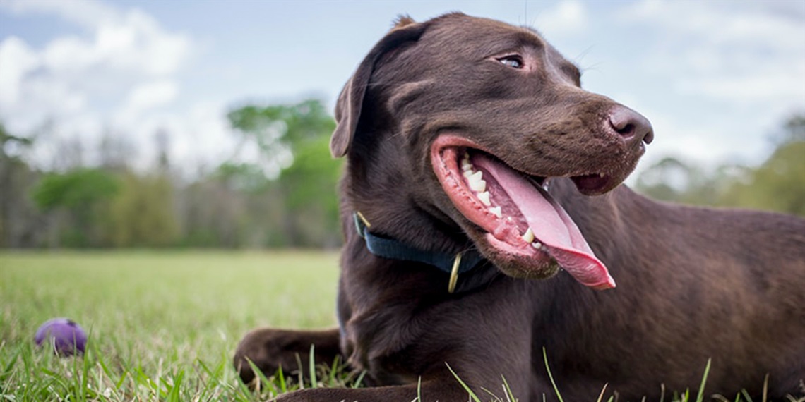 HYS-MREC-Dog-Off-Leash-Trial.jpg