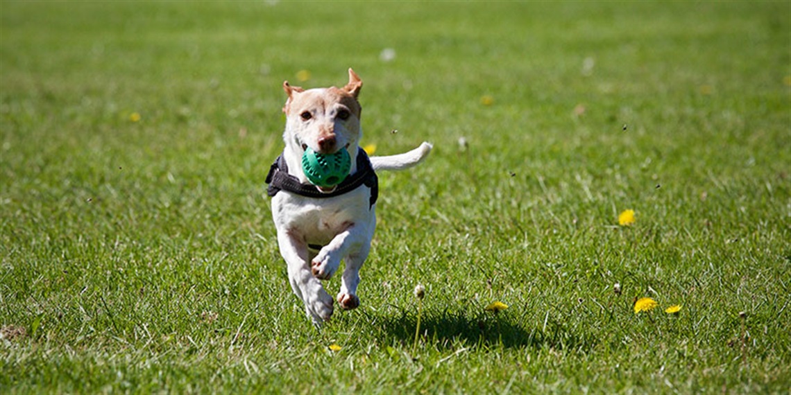 202208---HYS---MREC---Pidding-Park-Dog-Off-Leash-Area.jpg