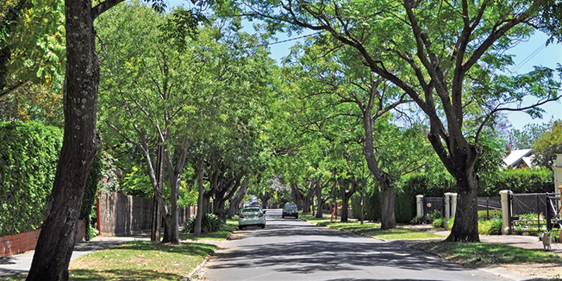 202110-HYS-MREC-Management-of-Trees-Planted-on-Nature-Strips-and-Council-Owned-Land.jpg