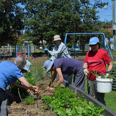 Volunteers harvesting garlic