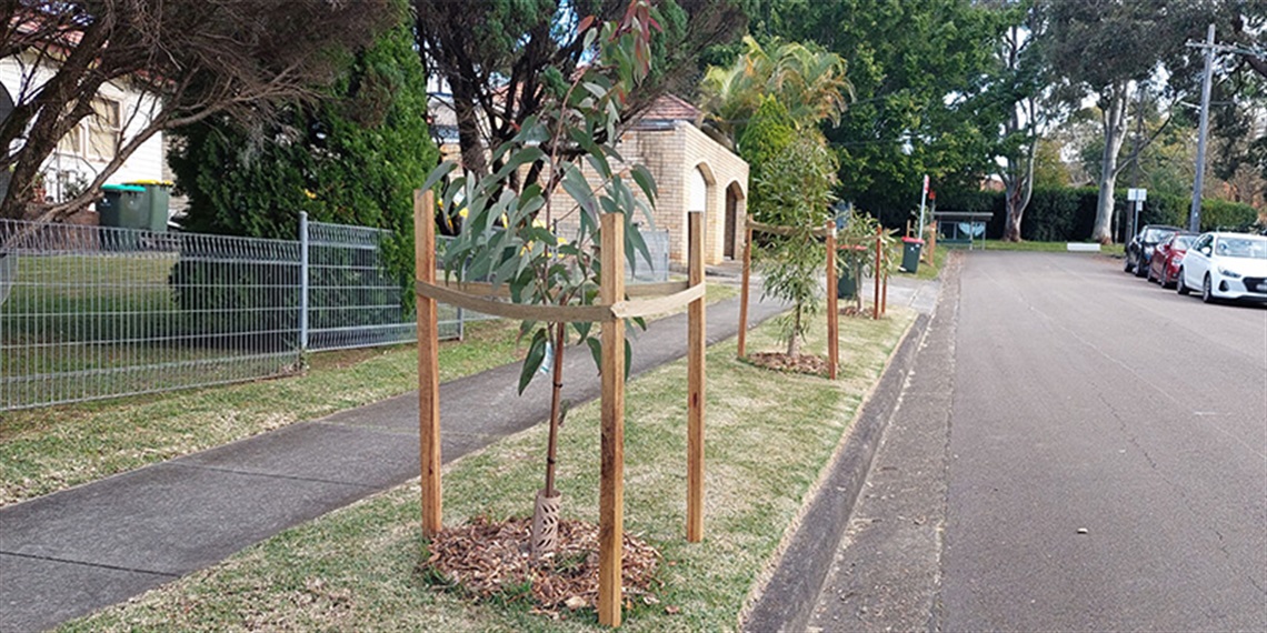 Image of street trees