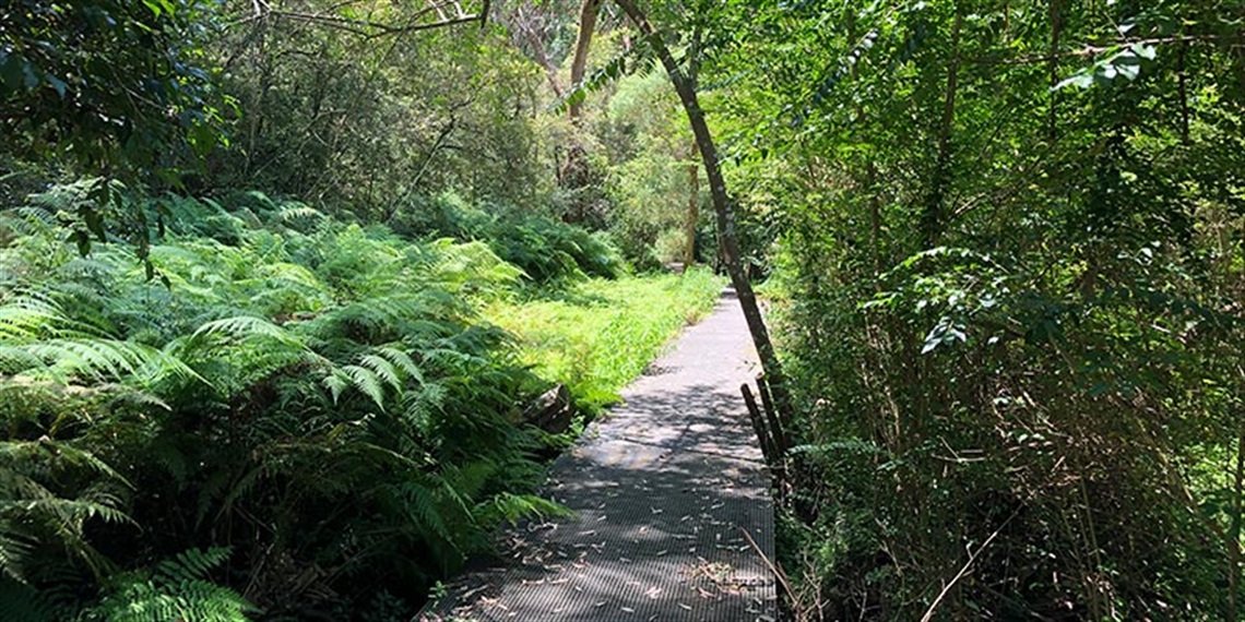 A photo of a boardwalk in the Field of Mars